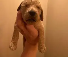 Red and Apricot Standard Poodle pups for sale