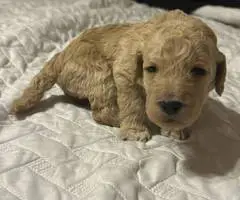 Red and Apricot Standard Poodle pups for sale
