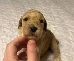 Red and Apricot Standard Poodle pups for sale
