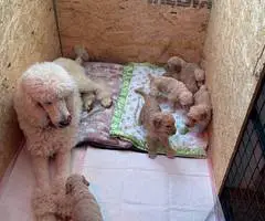 Red and Apricot Standard Poodle pups for sale