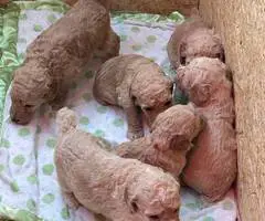 Red and Apricot Standard Poodle pups for sale
