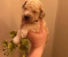 Red and Apricot Standard Poodle pups for sale