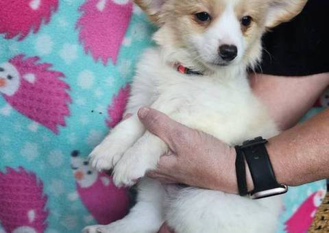 3 Chihuahua Poodle puppies need a home