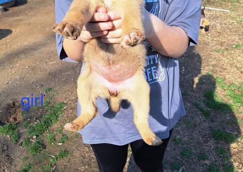 Ausky puppies