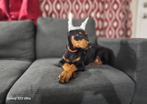 AKC Male Doberman puppies for sale