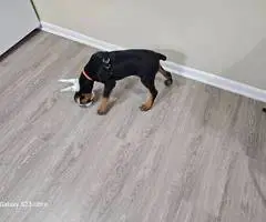AKC Male Doberman puppies for sale