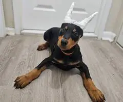 AKC Male Doberman puppies for sale