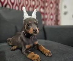 AKC Male Doberman puppies for sale