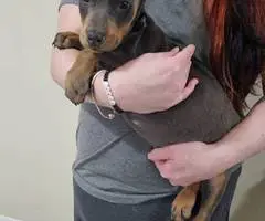 AKC Male Doberman puppies for sale