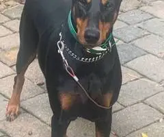 AKC Male Doberman puppies for sale