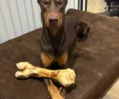 AKC Male Doberman puppies for sale