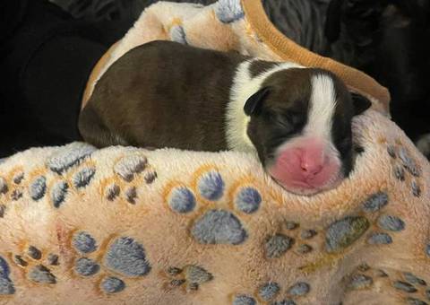 9 Boxer puppies for sale