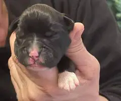 9 Boxer puppies for sale