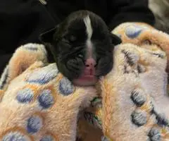 9 Boxer puppies for sale