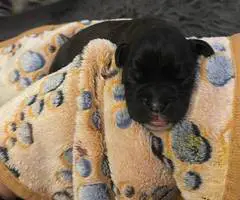 9 Boxer puppies for sale
