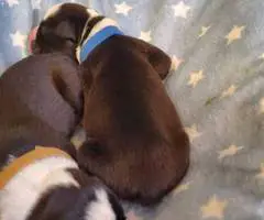 9 Boxer puppies for sale