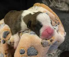 9 Boxer puppies for sale
