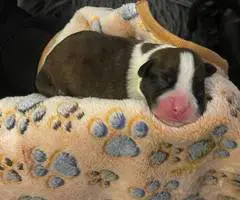 9 Boxer puppies for sale