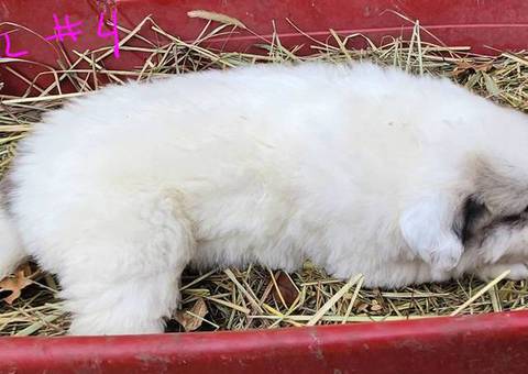 8 Great Pyrenees LGD puppies for sale