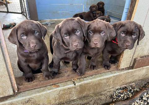 AKC registered English Chocolate Labrador puppies for sale