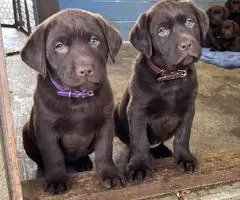 AKC registered English Chocolate Labrador puppies for sale