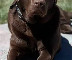 AKC registered English Chocolate Labrador puppies for sale
