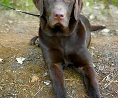 AKC registered English Chocolate Labrador puppies for sale