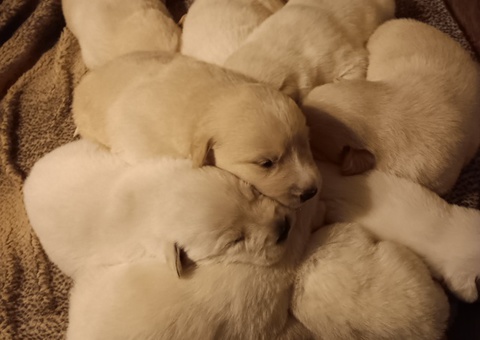 Adorable Pyrador Puppies for Sale – Perfect Family Companions!