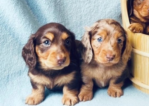 Mini Dachshund Puppies Available