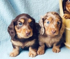 Mini Dachshund Puppies Available