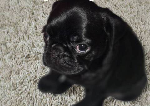 2 Puppies Black PUG