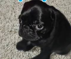 2 Puppies Black PUG