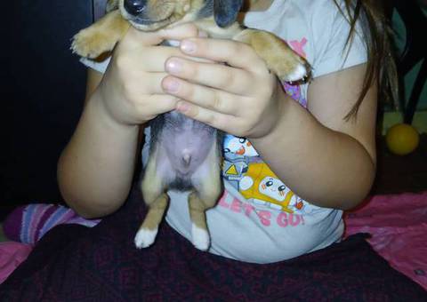 3 Chiweenie boys need a home