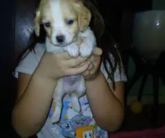 3 Chiweenie boys need a home