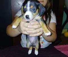 3 Chiweenie boys need a home