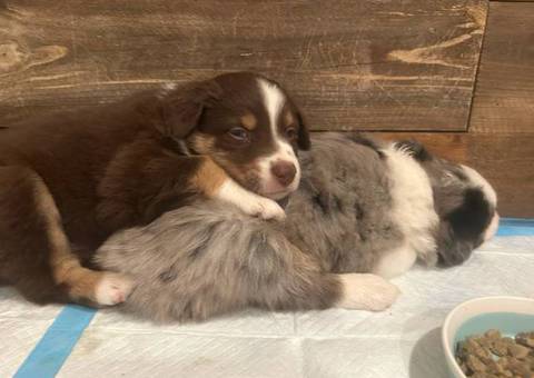 Aussie puppies available for sale