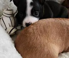 2 female and 1 male Chihuahua puppies