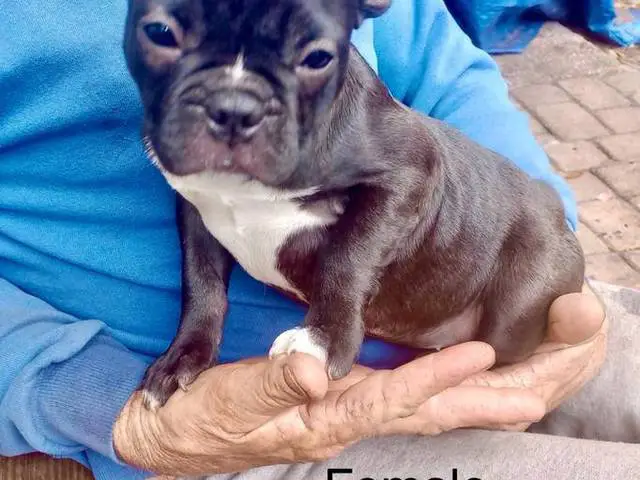 2 Frenchton puppies needing a home