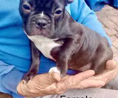 2 Frenchton puppies needing a home