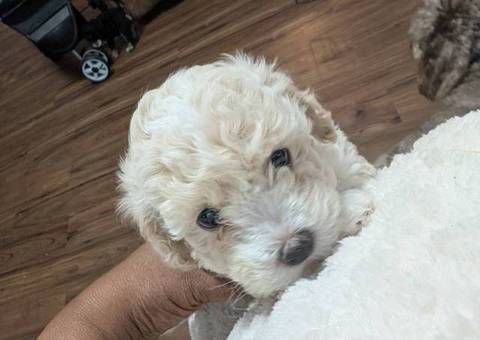 Cute Bichon Poodle puppies for sale