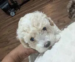 Cute Bichon Poodle puppies for sale