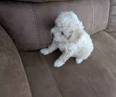 Cute Bichon Poodle puppies for sale