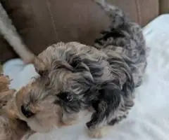Cute Bichon Poodle puppies for sale
