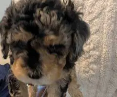 Cute Bichon Poodle puppies for sale