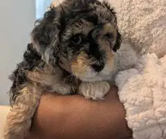 Cute Bichon Poodle puppies for sale