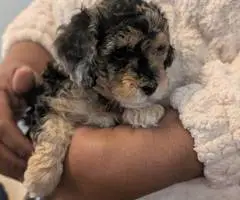 Cute Bichon Poodle puppies for sale