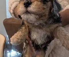 Cute Bichon Poodle puppies for sale