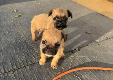 2025 baby Bugg puppies for sale