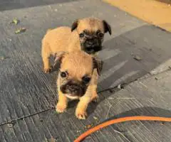 2025 baby Bugg puppies for sale
