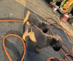 2025 baby Bugg puppies for sale